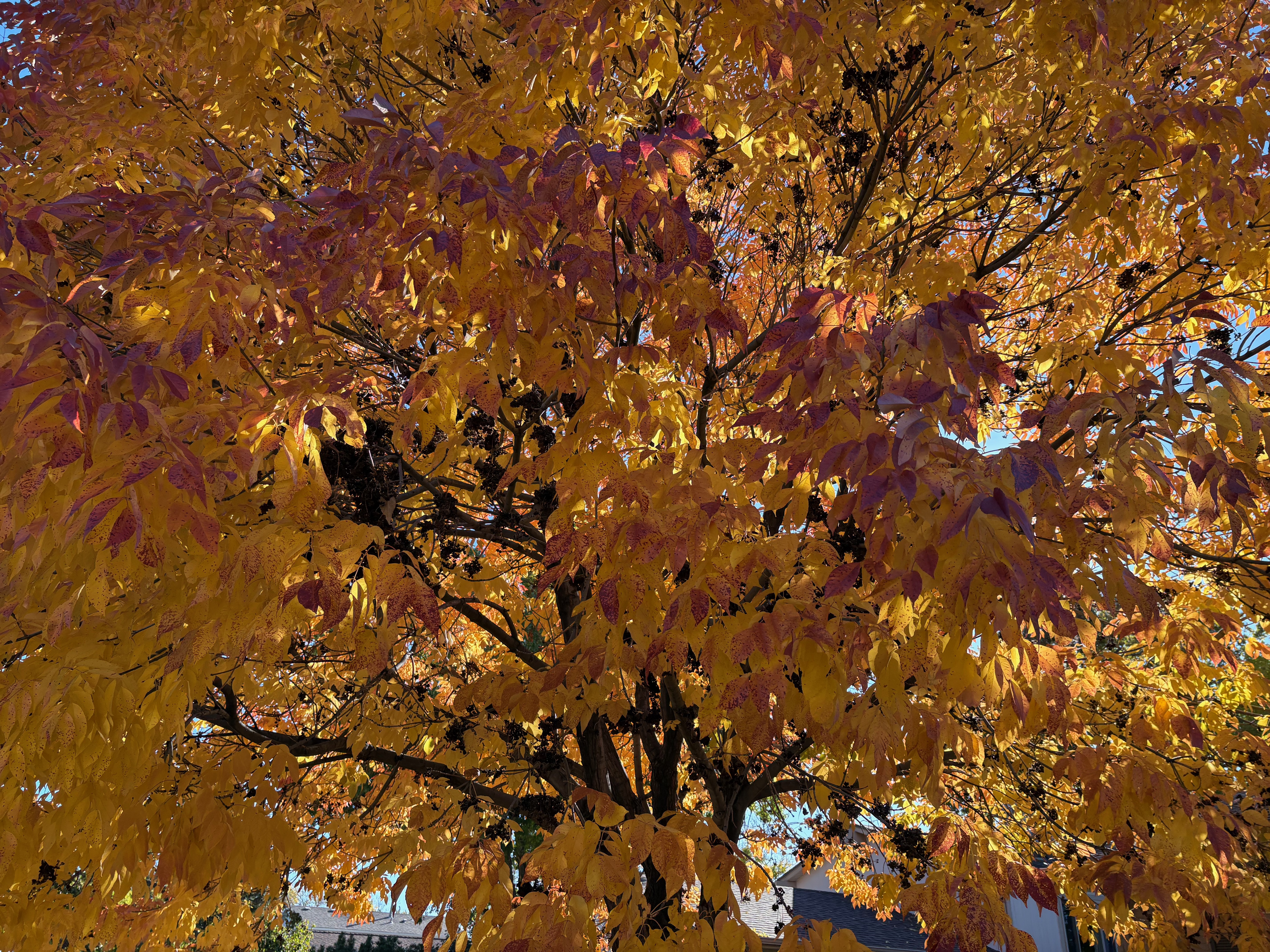 close-up of a particularly orange tree