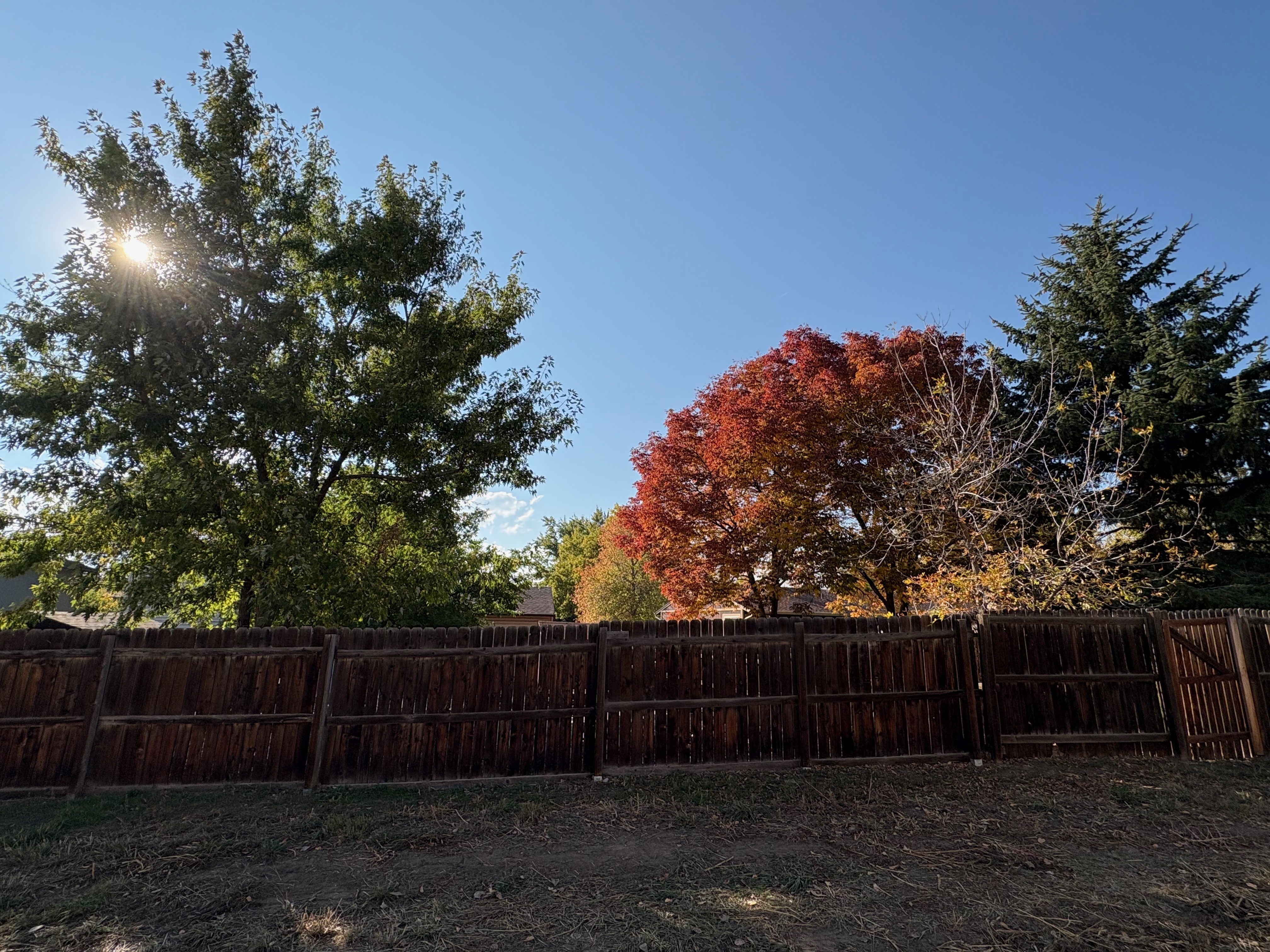 various fall shades of leaves with the sun poking through some foliage