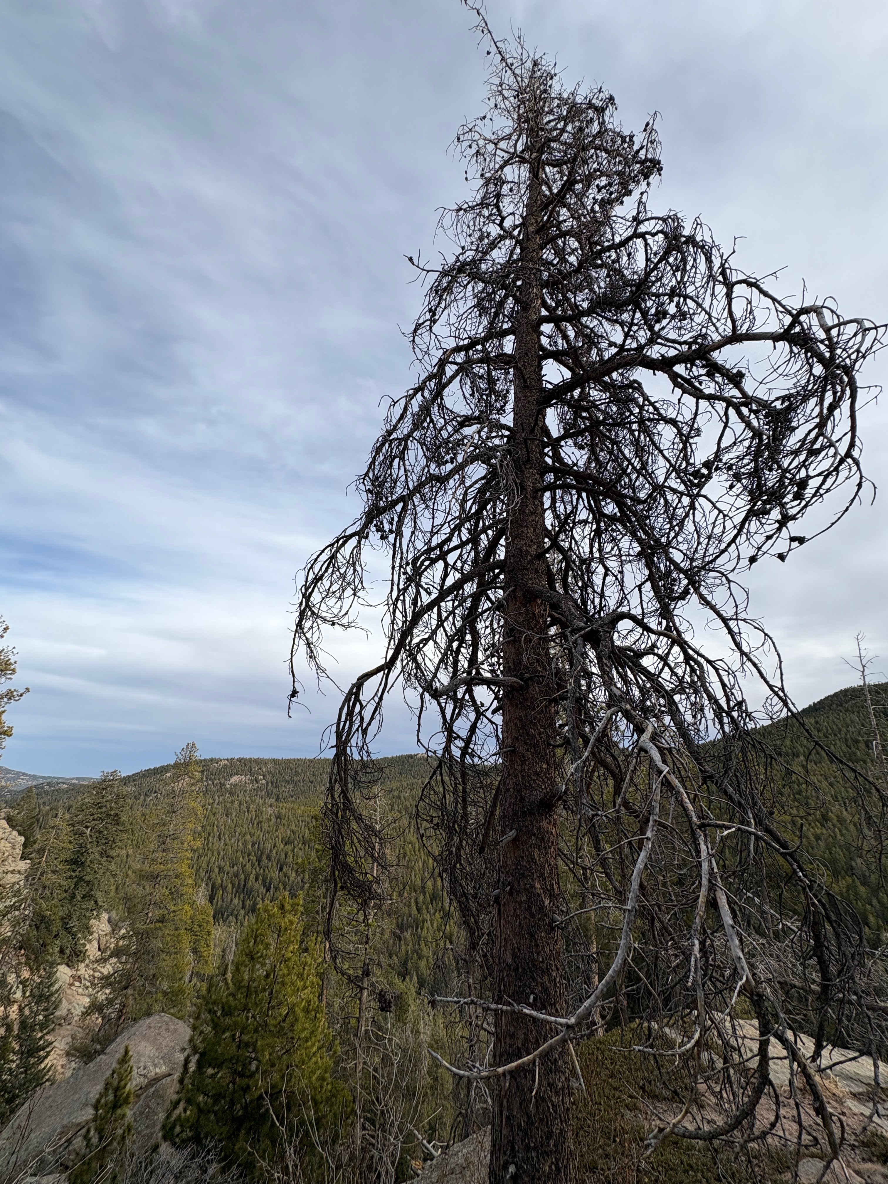 dead tree in Colorado mountains with evergreens in the background