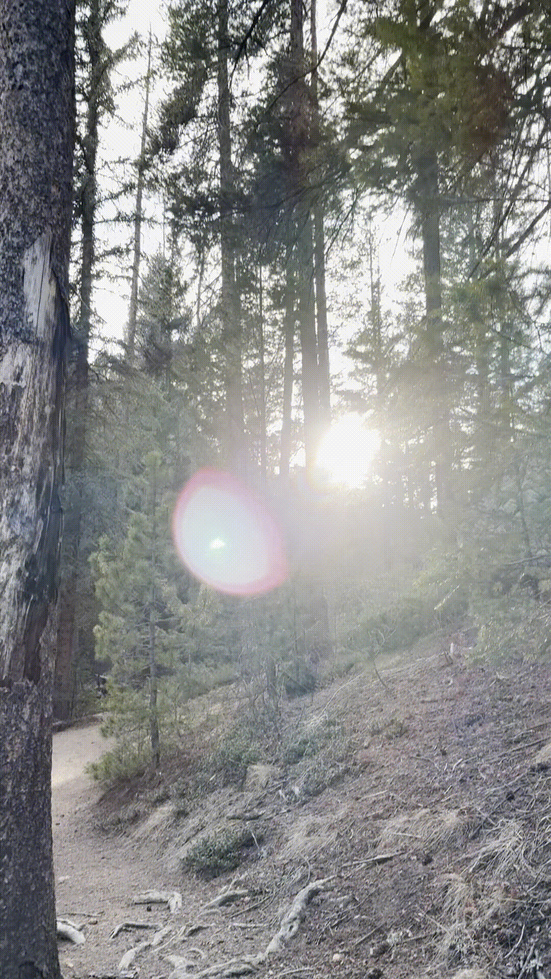 sun poking through trees on a mountain hiking trail, lens flare