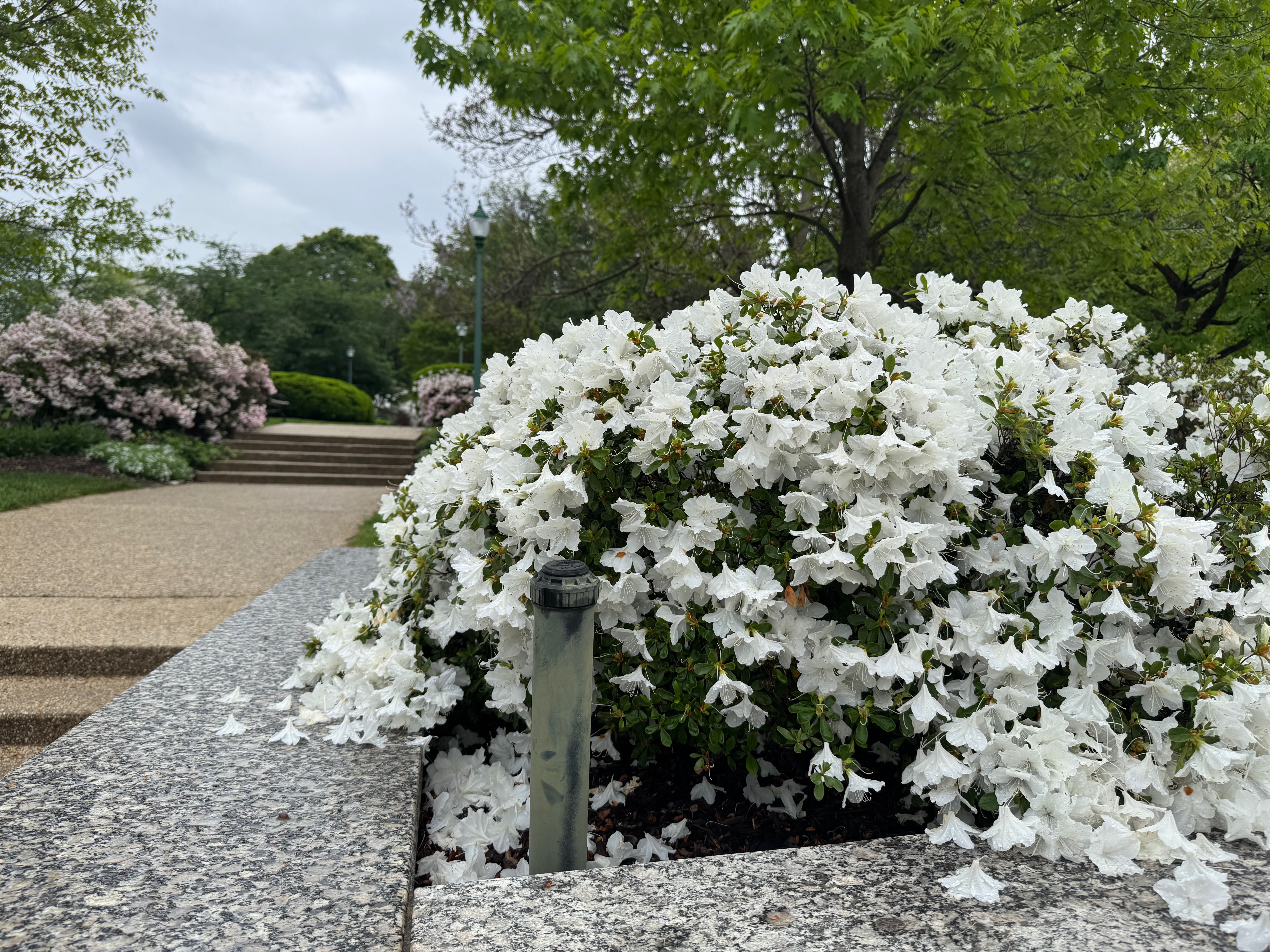 white flowers blooming in Washington DC