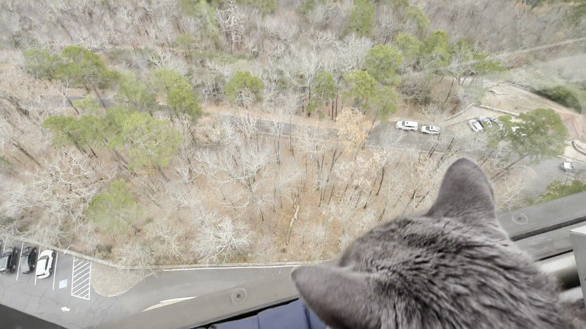 Gucci the cat looking down over Hot Springs National Park from the top of a lookout tower