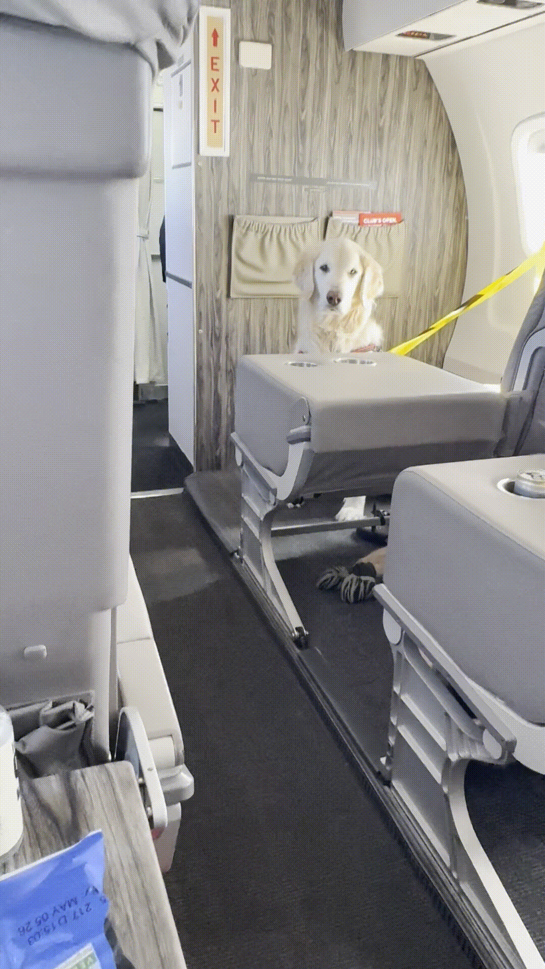 2 golden retrievers in-flight on a jsx jet