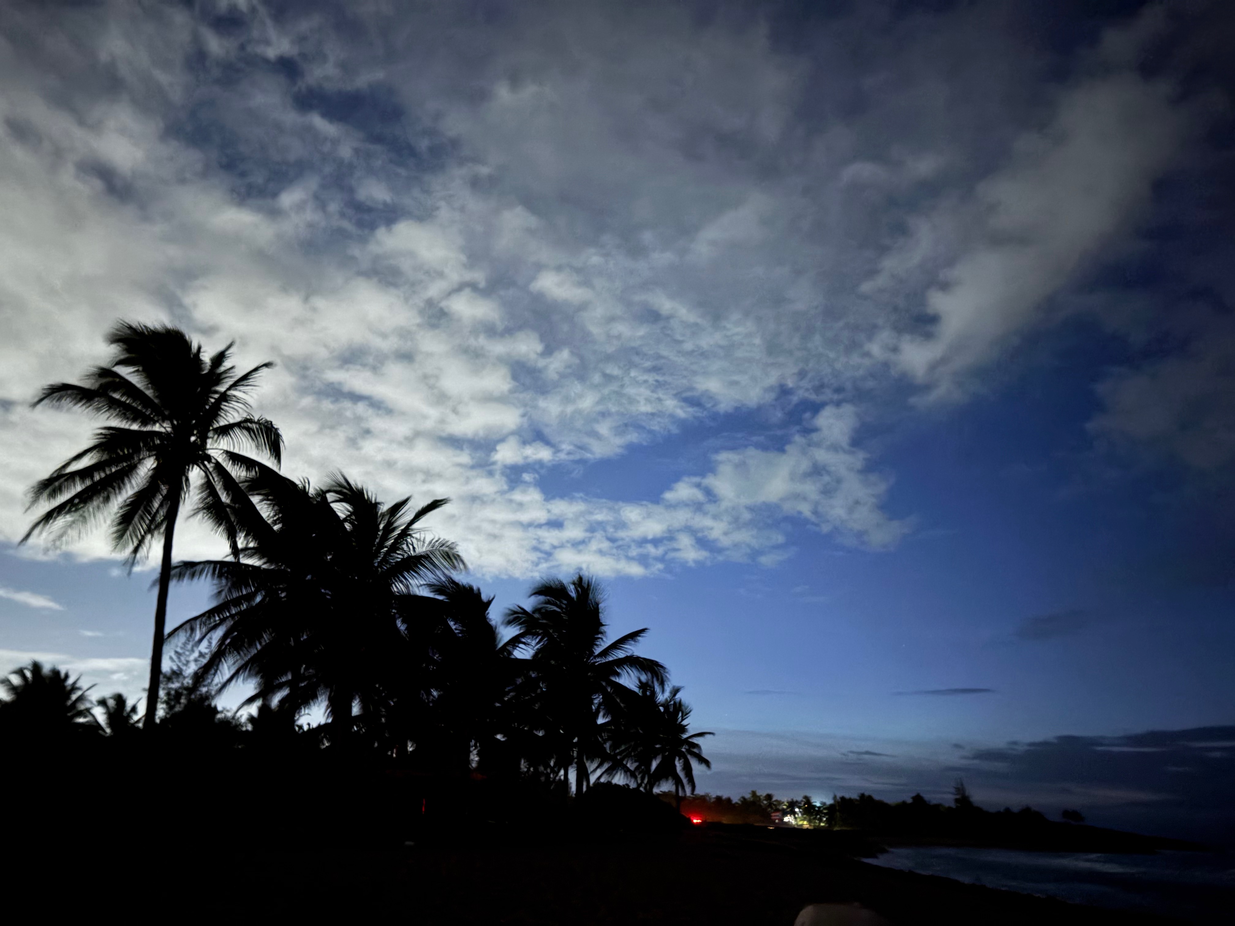 puerto rico palm trees on a beach