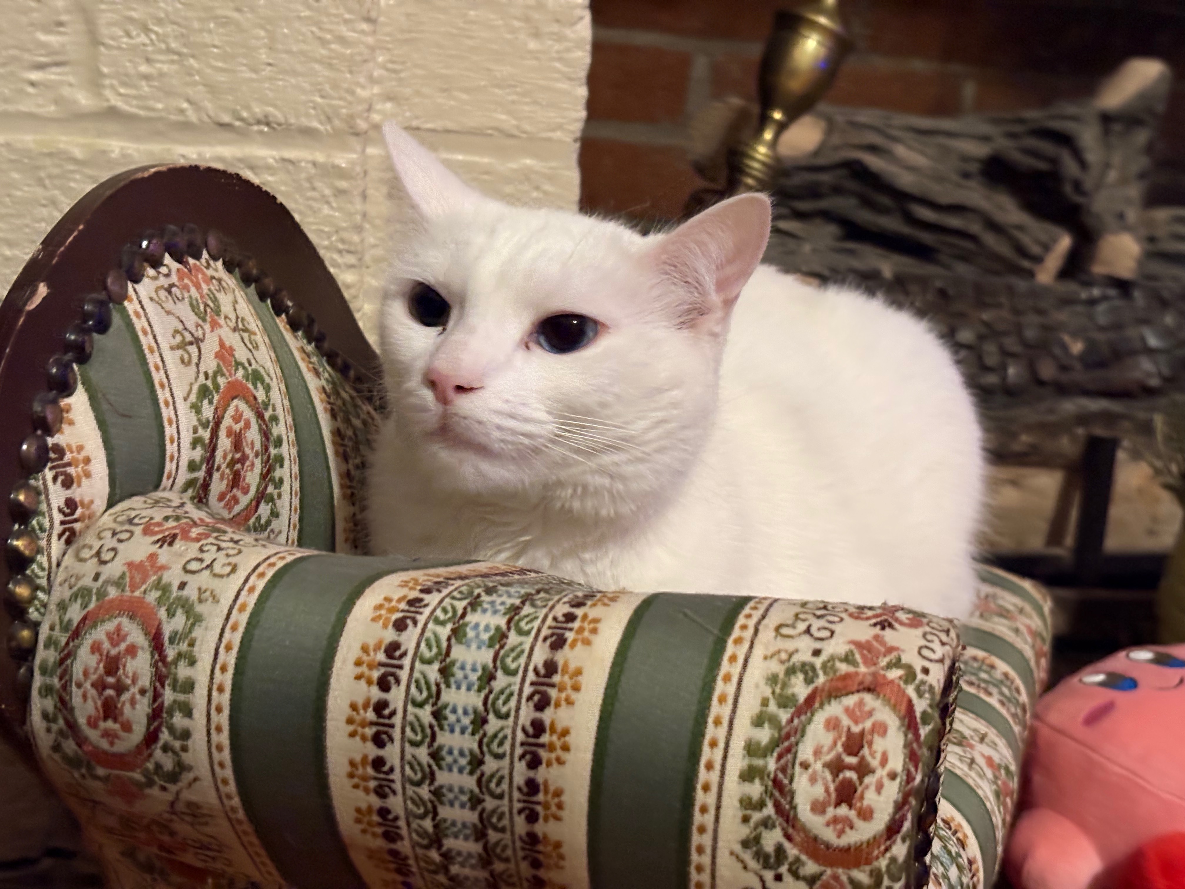 friends’ cat on a miniature sofa
